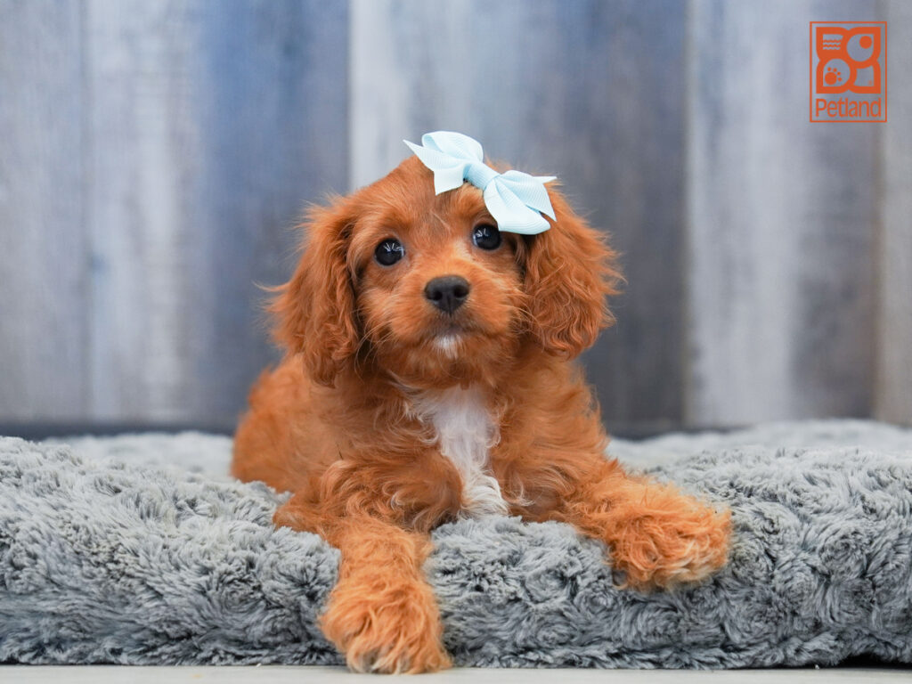 Blair - Cavapoo