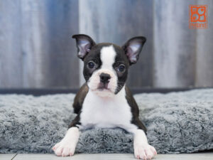 Petland Largo Florida Boston Terrier puppy available