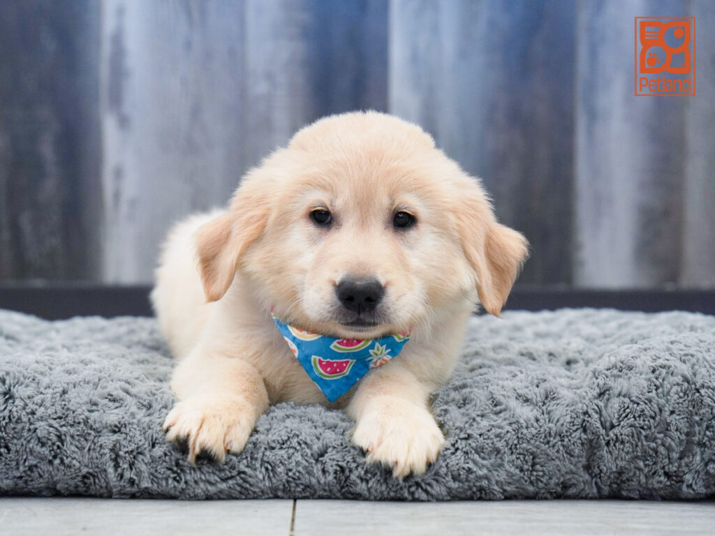 Garth - Golden Retriever
