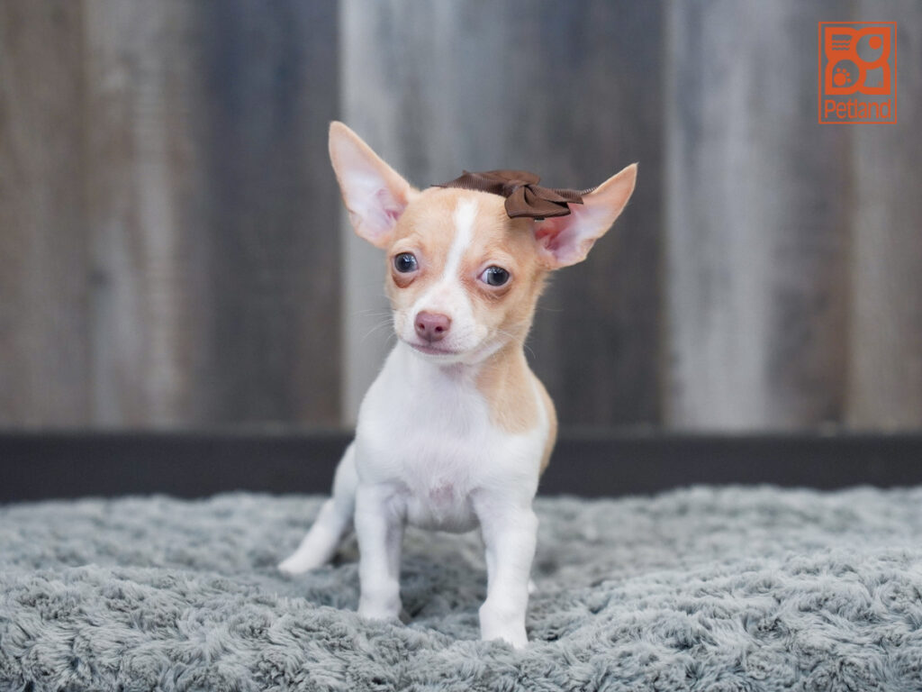 April - Chihuahua