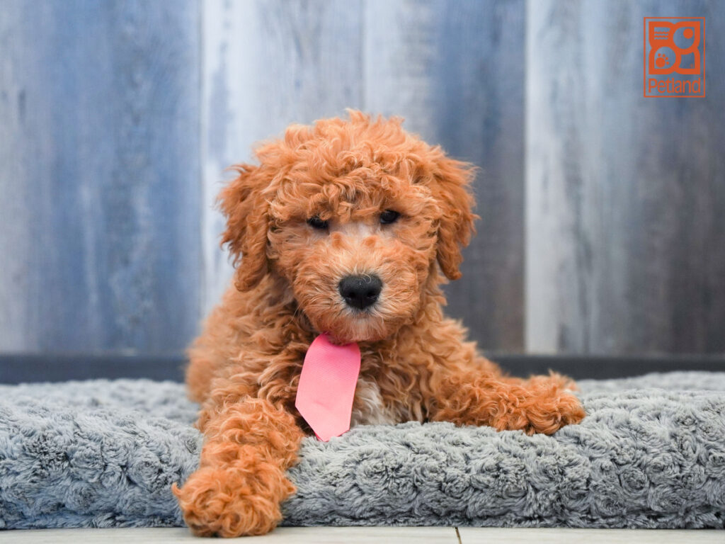 Baldwin - Goldendoodle Mini F1b