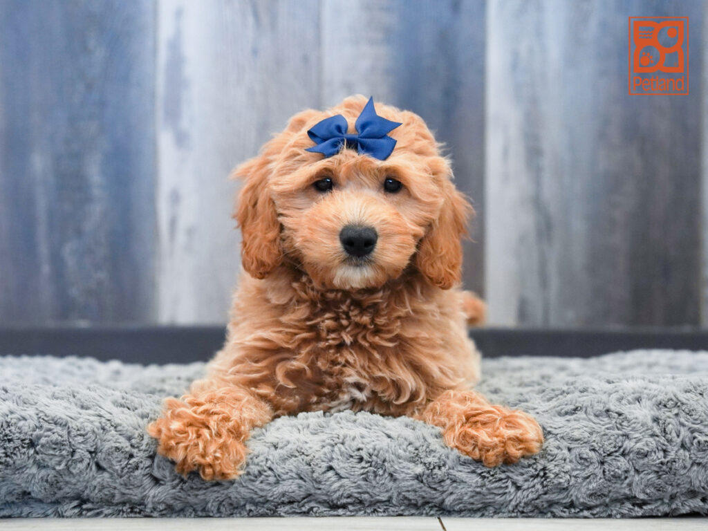 Hyacintha - Goldendoodle Mini F1b