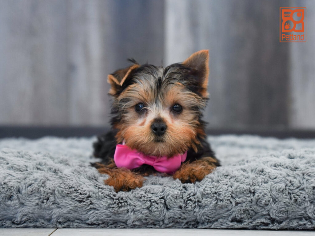Yorkshire Terrier