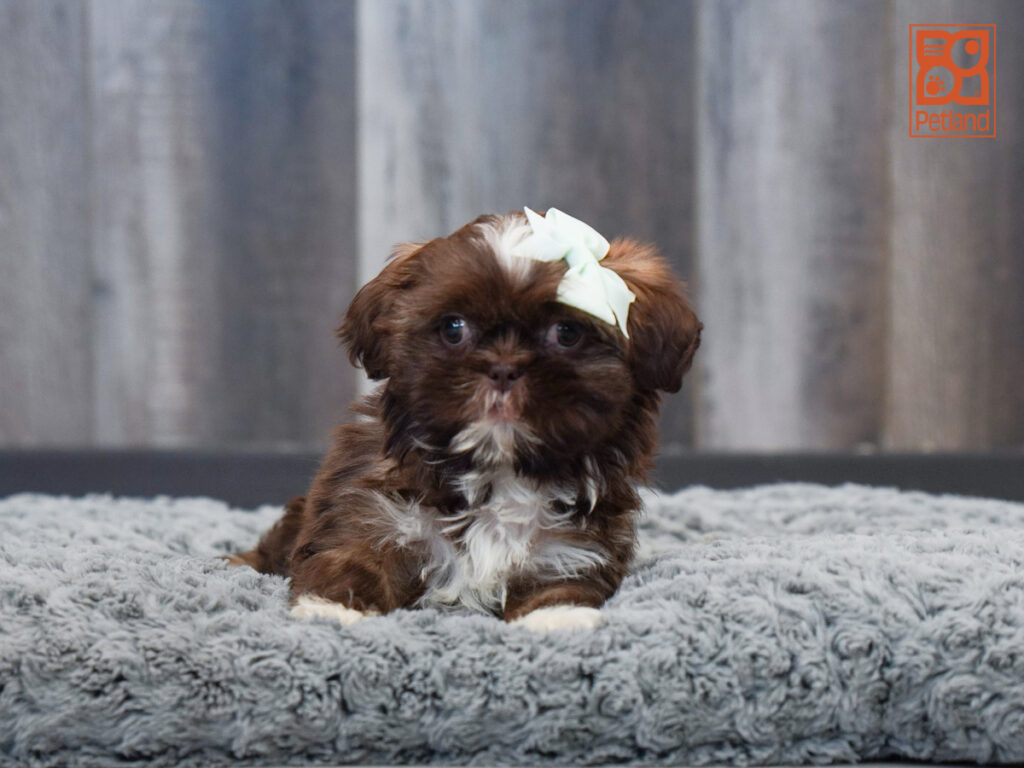Bea - Shih Tzu