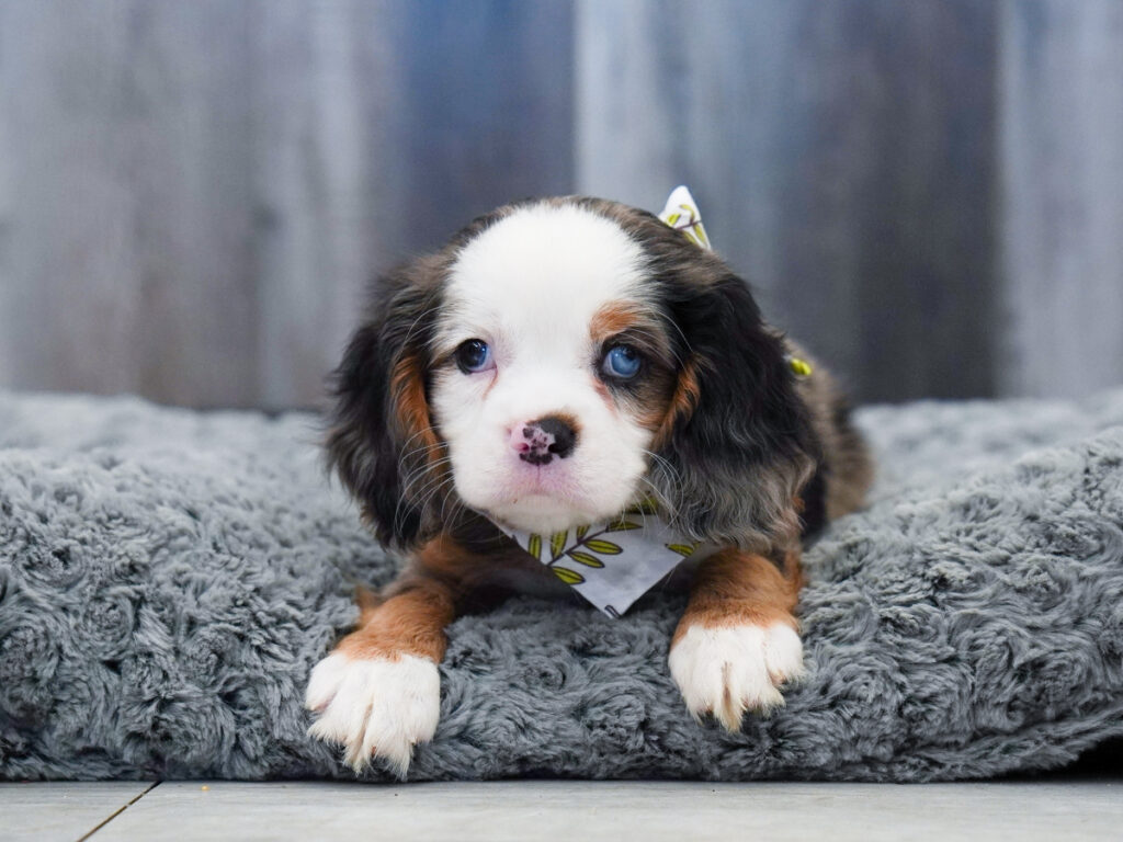 Apollo - Cavalier King Charles Spaniel