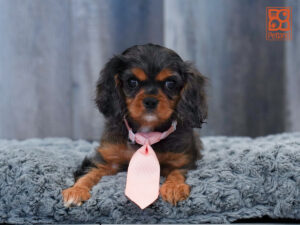 Petland Largo Florida Cavalier King Charles Spaniel puppy available