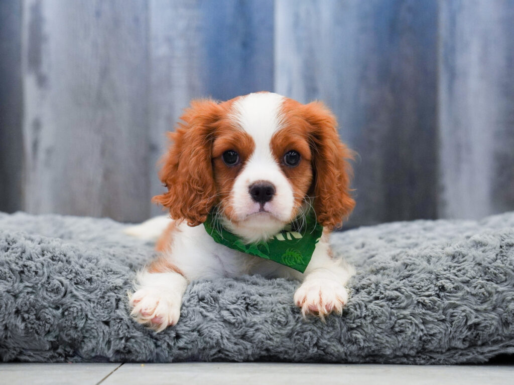 Rex - Cavalier King Charles Spaniel