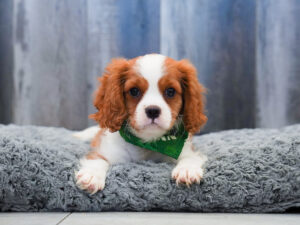 Petland Largo Florida Cavalier King Charles Spaniel puppy available