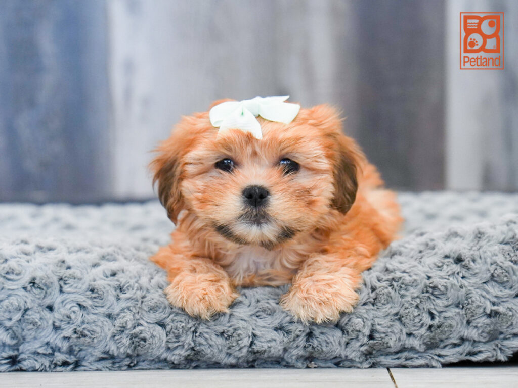 Eudora - Lhasa Apso