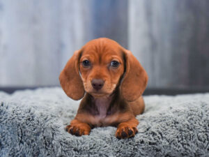 Petland Largo Florida Dachshund puppy available