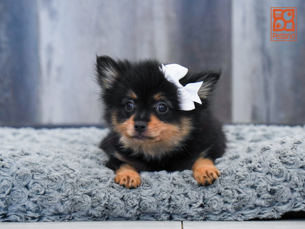 Nola - Pomeranian