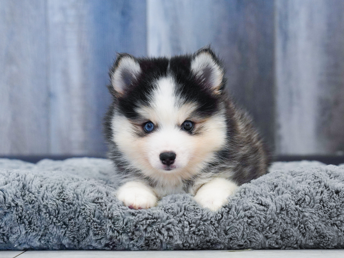 Pomsky in Bonita Springs, FL