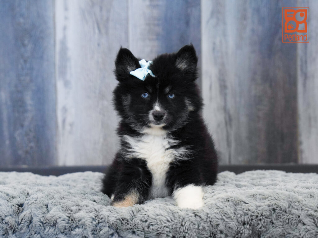 Eleanora - Pomsky
