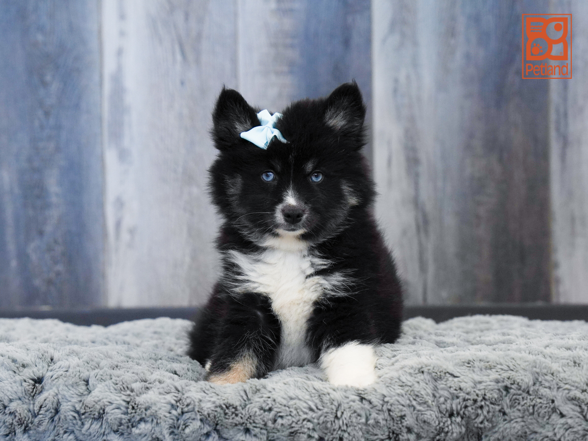 Pomsky in Fort Myers, FL
