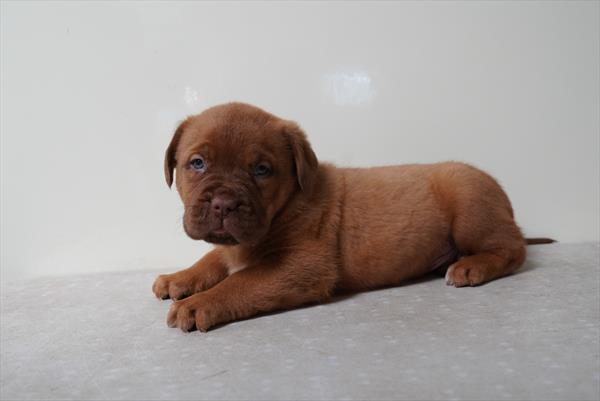 Colton - Dogue De Bordeaux