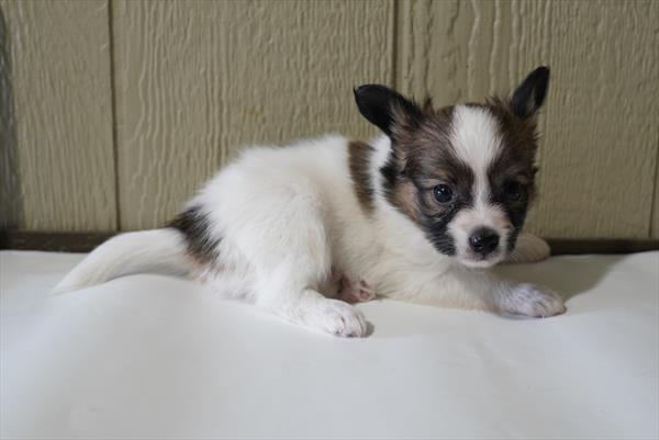 Louie - Papillon