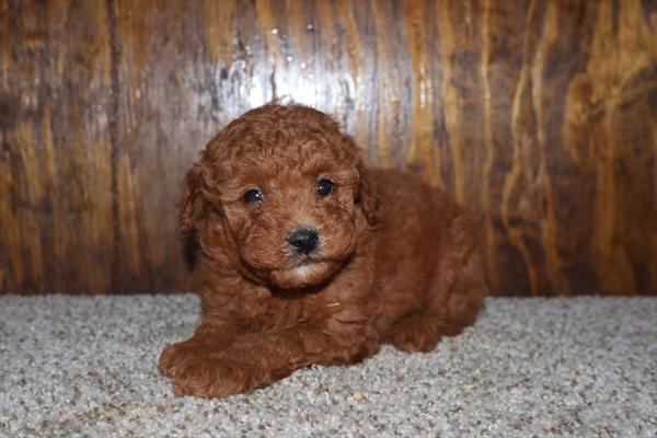 Mercer - Poodle