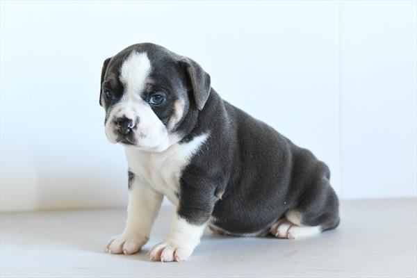 Gemma - Beabull 2nd Gen