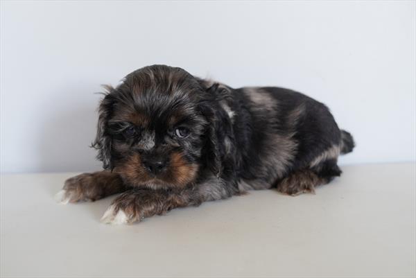 Commander - Cocker Spaniel