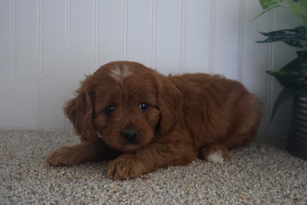 Rudolph - Cavapoo