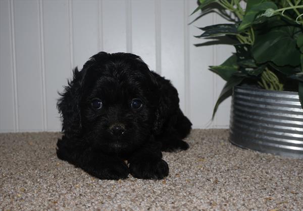 Rudolph - Cavapoo