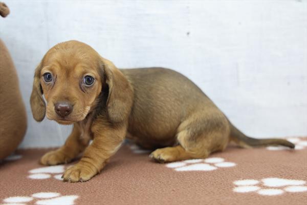 Celina - Dachshund