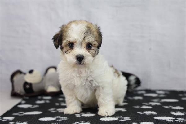 Rudolph - Havanese