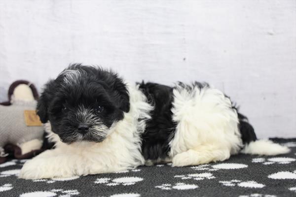 Azalea - Havanese