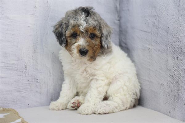 Kimber - Aussiedoodle Mini