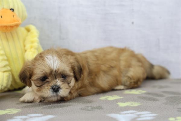 Whiskers - Lhasa Apso