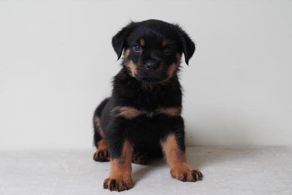 Ella - Rottweiler