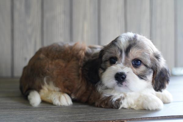 Zelda-May - Cavachon