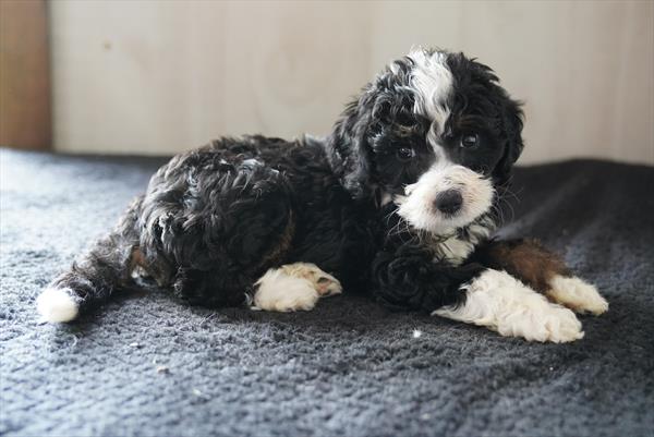 Faye - Bernedoodle