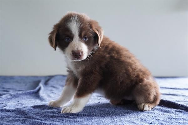 Foxy - Australian Shepherd