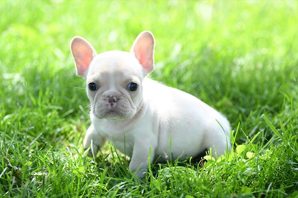 Delilah - French Bulldog