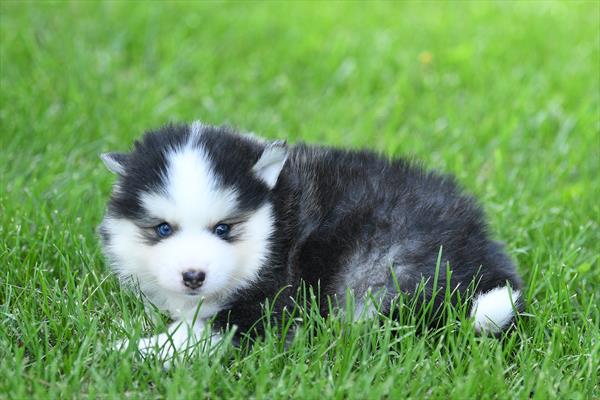 Hobbes - Pomsky