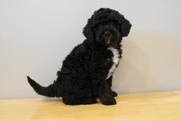 Butch - Bernedoodle Mini 2nd Gen