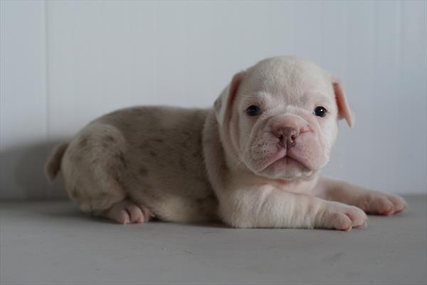 Pearl-May - Beabull 2nd Gen
