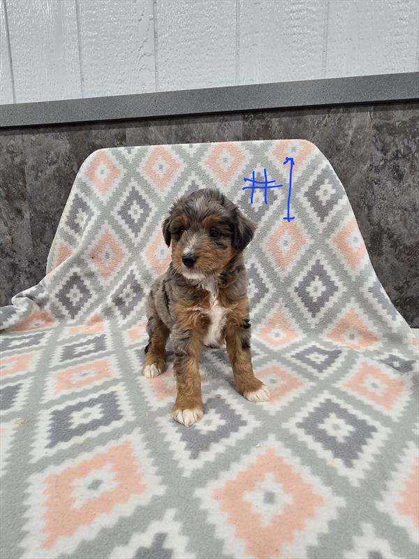 Rudolph - Aussiedoodle Mini