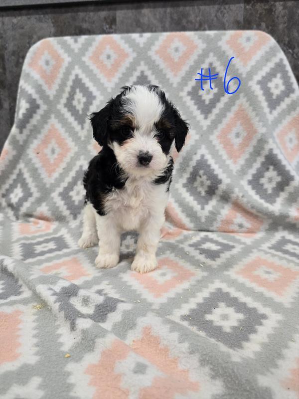 Fernanda - Aussiedoodle Mini