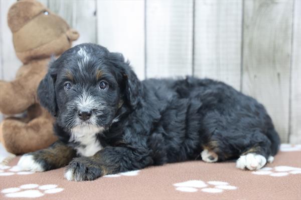 Rudolph - Bernedoodle Mini 2nd Gen