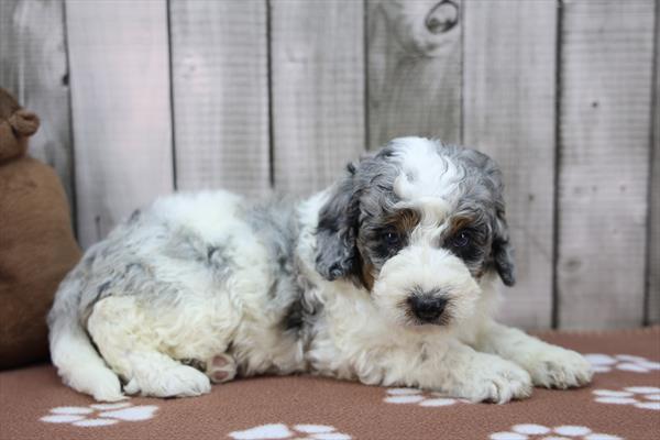 Zeke - Bernedoodle Mini 2nd Gen