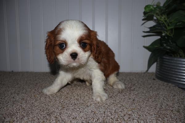 Rudolph - Cavalier King Charles Spaniel