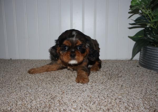 Orchid-Rose - Cavalier King Charles Spaniel