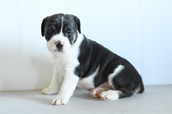 Betty - Beabull 2nd Gen