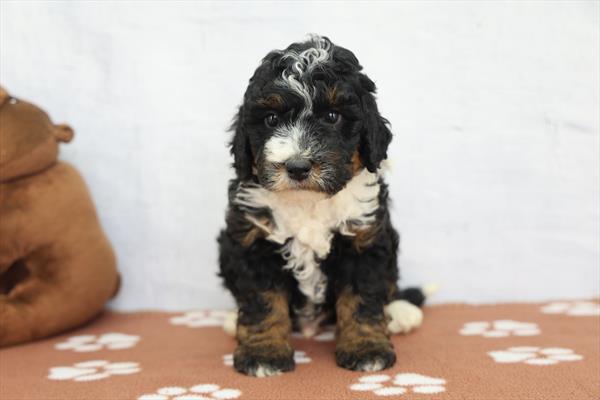 Wolf - Bernedoodle Mini 2nd Gen
