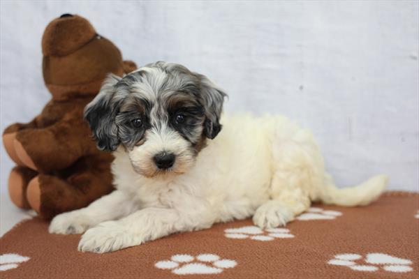 Summer - Bernedoodle Mini 2nd Gen