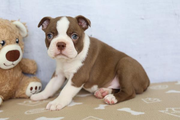 Finn - Boston Terrier