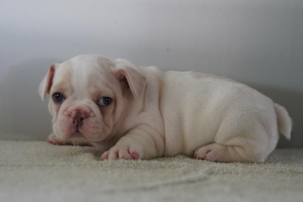 Leo - French Bulldog