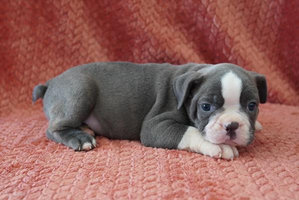 Odin - Boston Bulldog